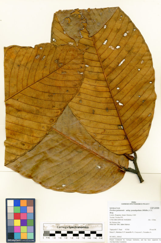 Perebea guianensis subsp. pseudopeltata image