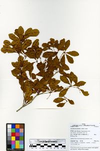 Terminalia viridiflora image
