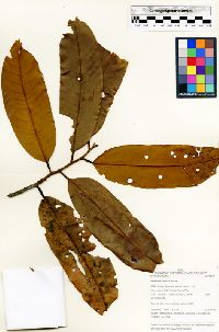 Iryanthera elliptica image