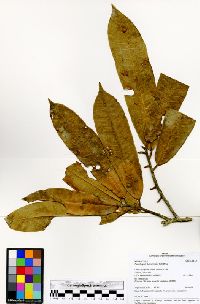 Image of Naucleopsis herrerensis