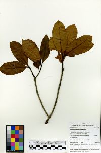 Parahancornia peruviana image