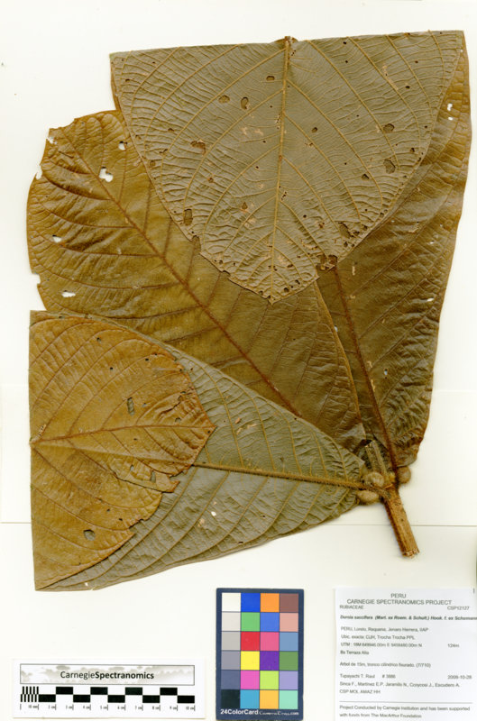 Duroia saccifera image