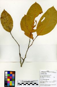 Licania affinis image