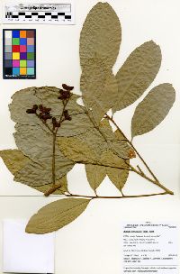 Matayba arborescens image