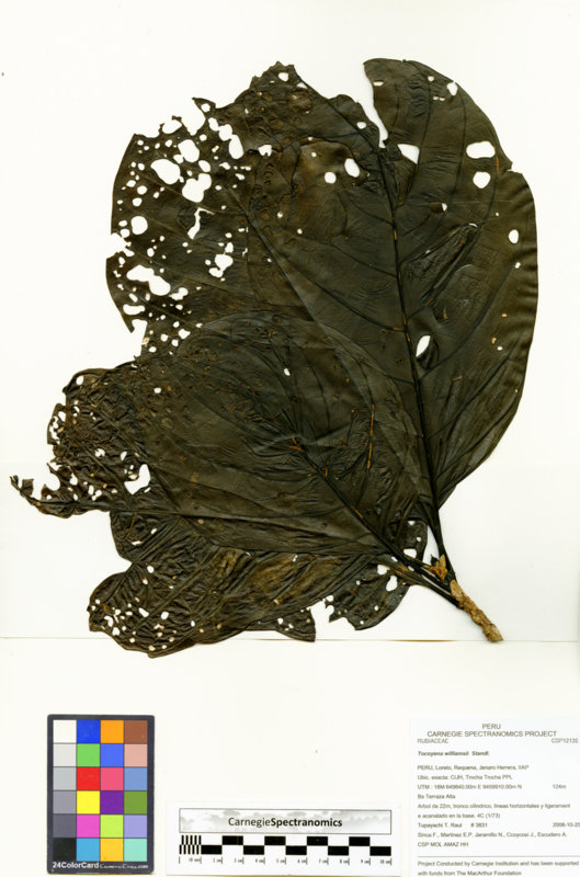 Tocoyena williamsii image