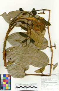 Media resource of Trattinnickia peruviana