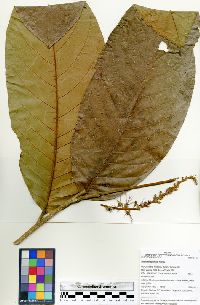 Image of Hirtella magnifolia