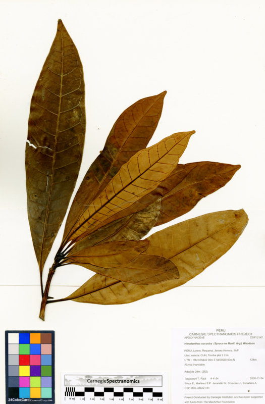 Himatanthus sucuuba image