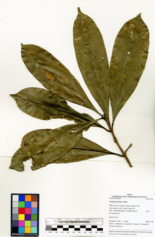 Vochysia venulosa image