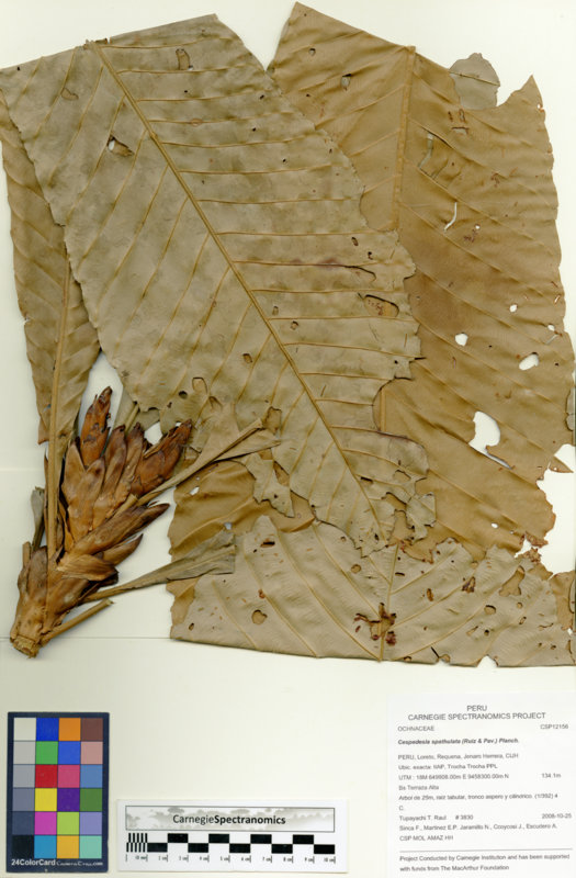 Cespedesia spathulata image
