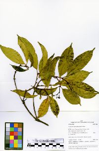Coussarea paniculata image
