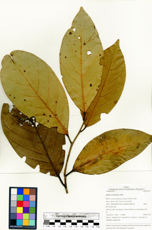 Ocotea amplissima image