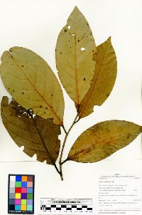 Image of Ocotea amplissima