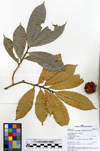 Image of Naucleopsis ternstroemiiflora