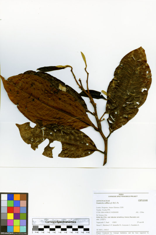 Guatteria collina image