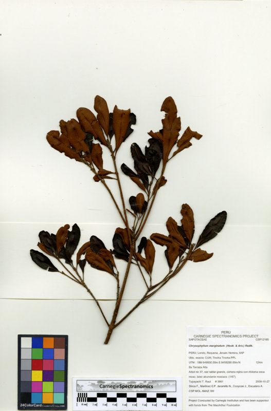Chrysophyllum marginatum image