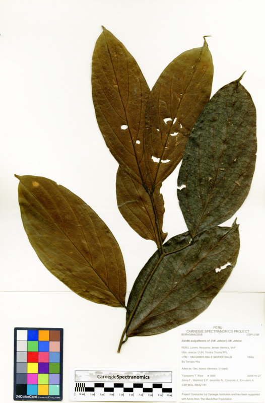 Cordia ucayaliensis image