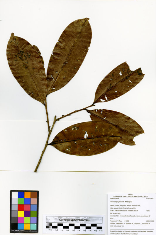 Lissocarpa jensonii image