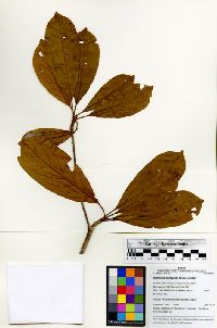 Terminalia macrophylla image