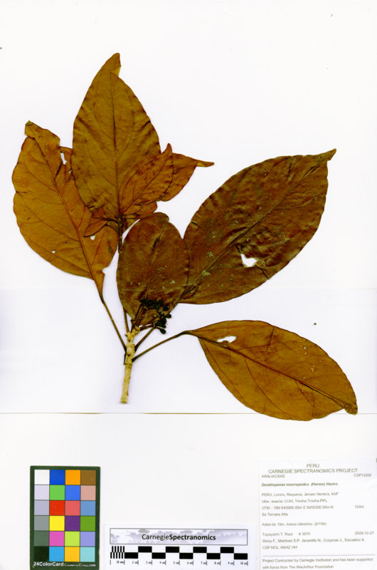 Dendropanax macropodus image