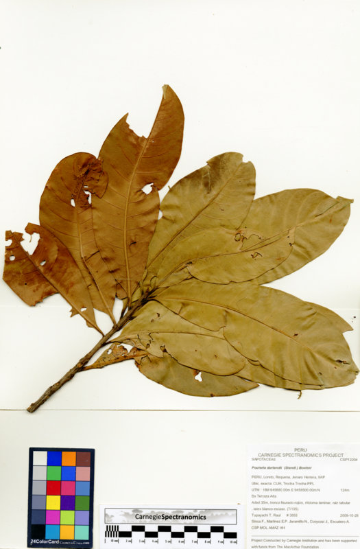 Pouteria durlandii image