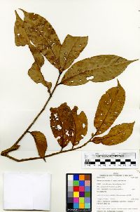 Guarea macrophylla image