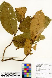 Couepia bracteosa image