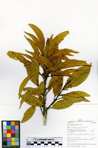 Ocotea gracilis image