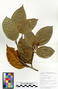 Ocotea argyrophylla image