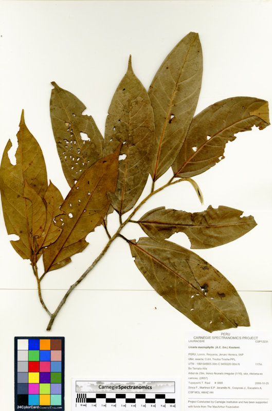 Licaria macrophylla image