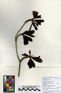 Terminalia grandis image