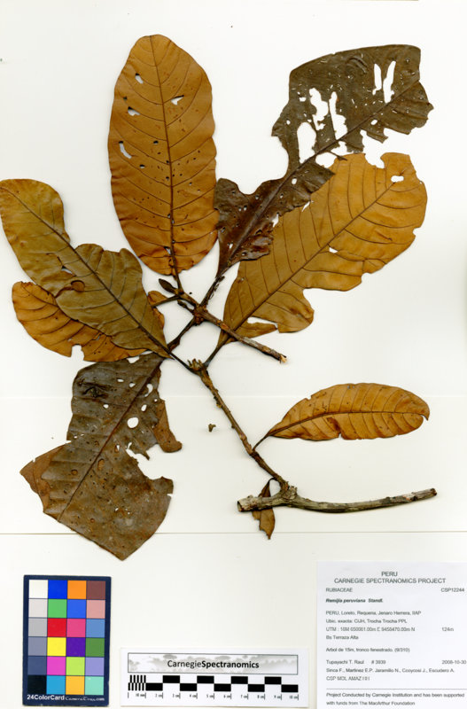 Ciliosemina pedunculata image