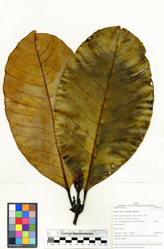 Mucoa duckei image