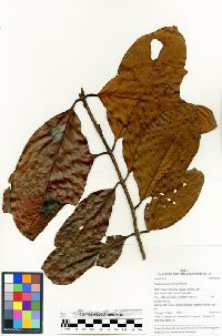 Media resource of Ferdinandusa loretensis