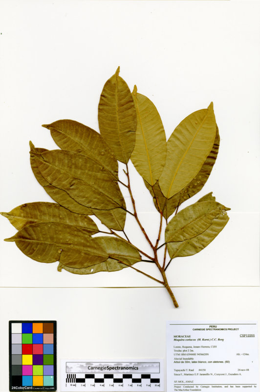 Maquira coriacea image