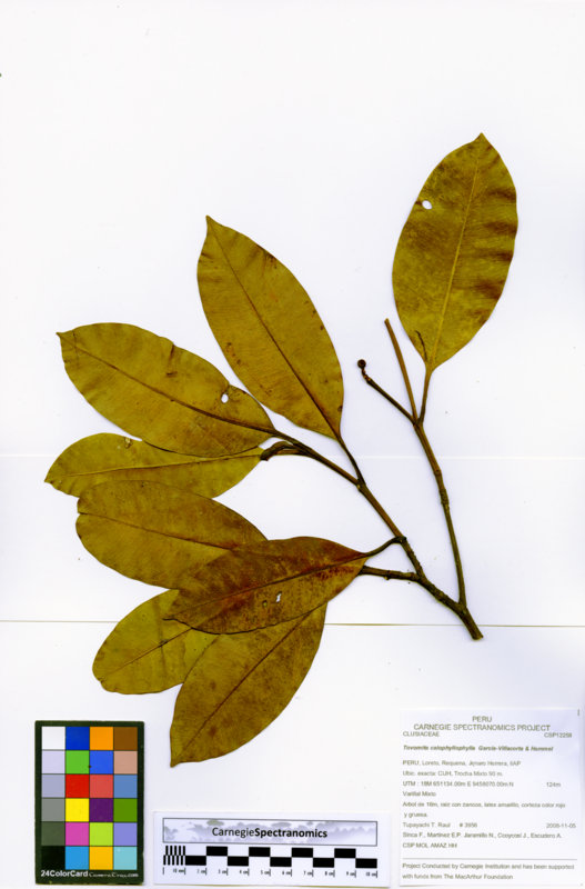 Tovomita calophyllophylla image