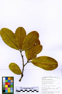 Pachira brevipes image