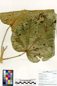 Ficus ypsilophlebia image