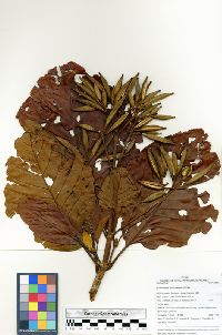 Ladenbergia amazonensis image