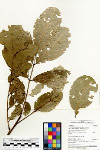 Image of Lonchocarpus spiciflorus
