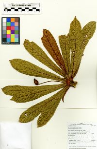 Terminalia reticulata image