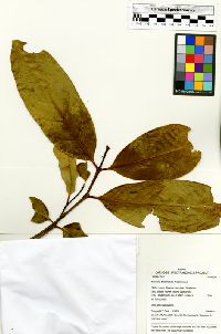 Beilschmiedia brasiliensis image