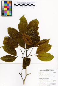 Peltogyne altissima image