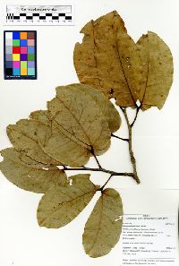 Hymenaea reticulata image