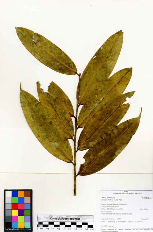 Xylopia sericea image