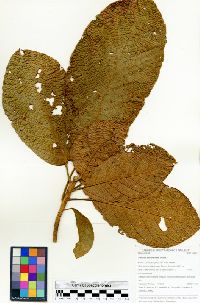 Sterculia apeibophylla image