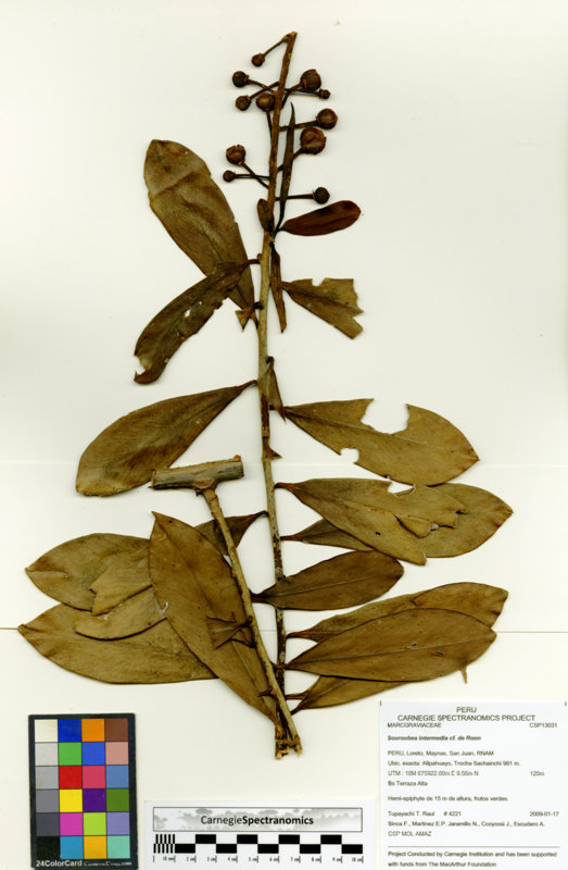 Souroubea intermedia image