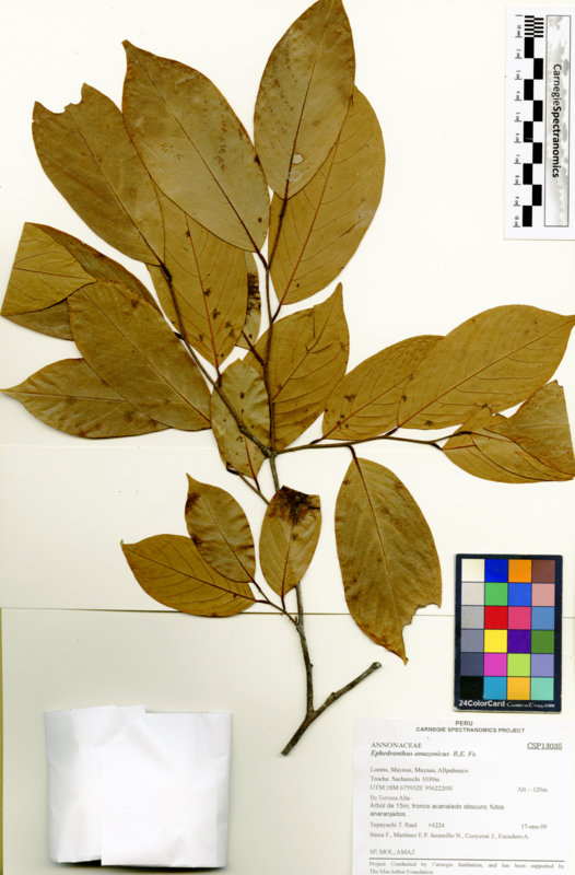 Ephedranthus amazonicus image