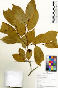 Media resource of Ephedranthus amazonicus