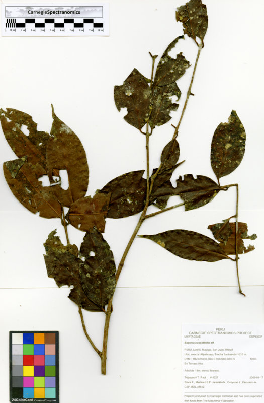 Eugenia cuspidifolia image